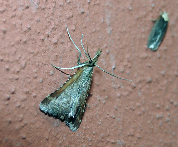 Synaphe punctalis Pyralidae